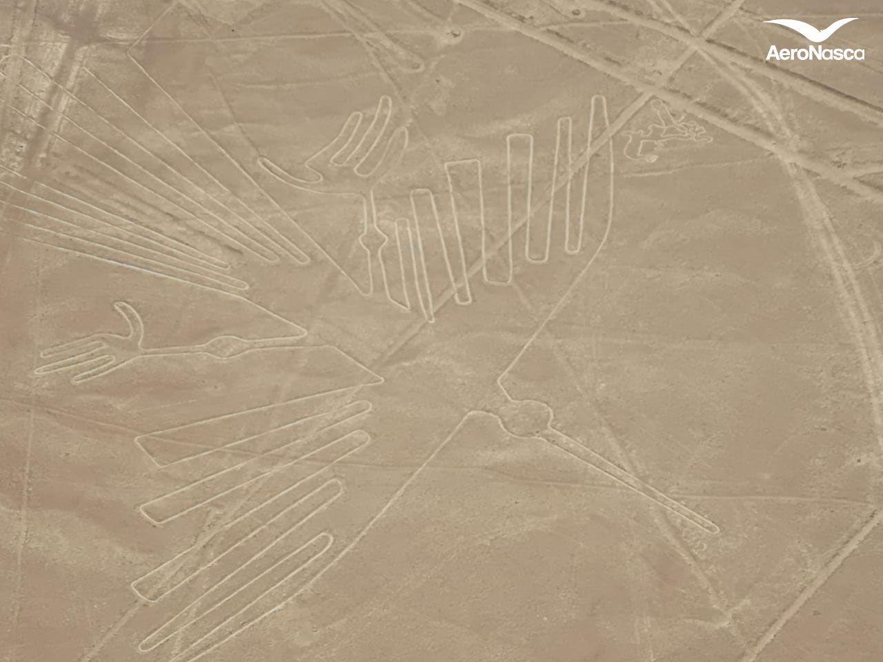 Imagenes de las Lineas de Nazca: Condor