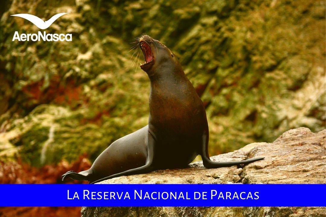 Reserva Nacional De Paracas